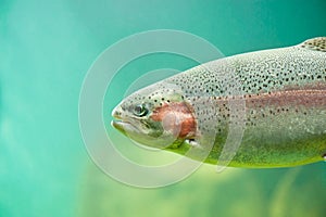 Rainbow trout Oncorhynchus mykiss close-up floating under aquamarine water background photo