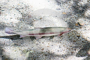 Rainbow trout Oncorhynchus mykiss photo