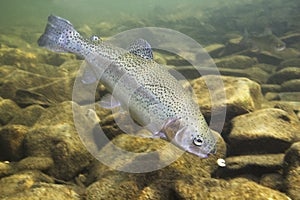 Rainbow trout Oncorhynchus mykiss close-up under water