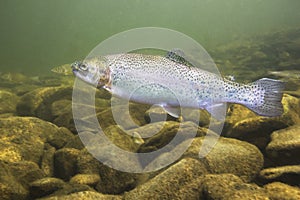 Rainbow trout Oncorhynchus mykiss close-up photo