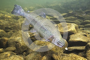 Rainbow trout Oncorhynchus mykiss close-up under water photo