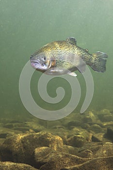 Rainbow trout Oncorhynchus mykiss close-up underwater