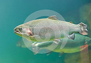 Rainbow trout Oncorhynchus mykiss fish close-up floating under water photo
