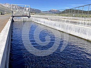 Rainbow trout, Oncorhynchus mykiss, in fish hatchery raceways at Eastern Sierra Nevada Mountains, California