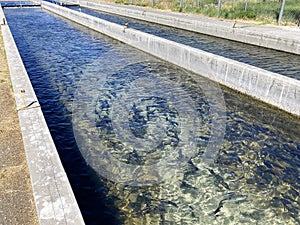 Rainbow trout, Oncorhynchus mykiss, in fish hatchery raceways at Eastern Sierra Nevada Mountains, California