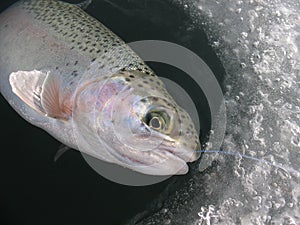 Rainbow trout Oncorhynchus mykiss ice fishing photo