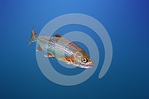 The rainbow trout Oncorhynchus mykiss in the lake.The rainbow trout Oncorhynchus mykiss in the lake.Trout in the blue water of photo