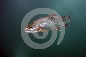 The rainbow trout Oncorhynchus mykiss in the lake.The rainbow trout Oncorhynchus mykiss in the lake.Trout in the green water photo