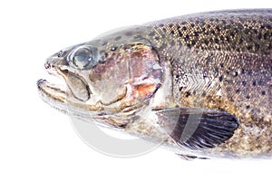 Rainbow trout (Oncorhynchus mykiss) male, isolated on a white