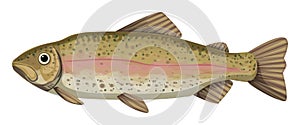 Rainbow trout