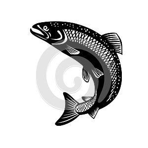 Rainbow Trout Oncorhynchus Mykiss Steelhead Columbia River Redband Trout Jumping Retro Woodcut Black and White photo