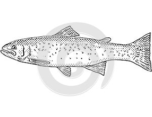 Rainbow trout Oncorhynchus mykiss or steelhead Freshwater Fish Cartoon Drawing