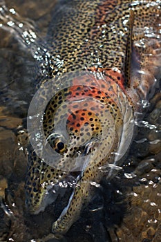 Rainbow trout portrait