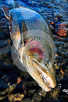 Rainbow trout portrait photo