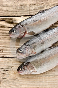 rainbow trout