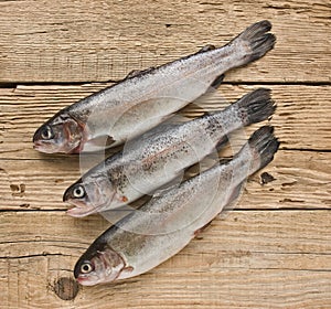 rainbow trout