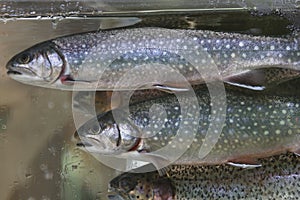 Rainbow trout and salmon red fish behind aquarium glass.