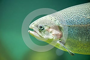 Rainbow trout or Salmon trout (Oncorhynchus mykiss photo