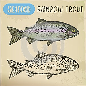 Rainbow trout sketch or coastal redband fish