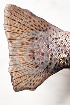 Rainbow trout tail, close up