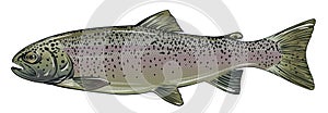 Rainbow Trout