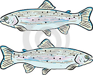 Rainbow trout vector illustration clip-art fish image