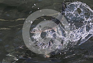 Rainbow trout on water