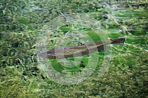 Rainbow trout in the water of the clear lake Laguna Nina Encantada, Argentina, not an underwater photo