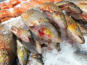 Rainbow trouts and salmon steaks over ice. Fish market