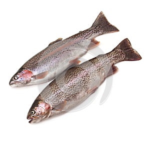 Rainbow trouts