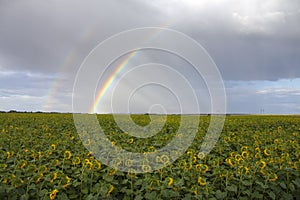 Rainbow under sunflowers