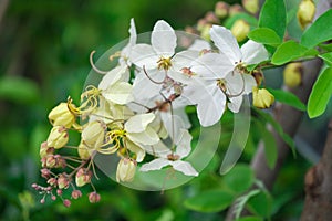 Rainbow white and yellow shower flower