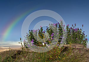 Rainbow and  wild flowers and herbs on sunset on field  pink blue yellow cloudy sky sun light reflection  nature background