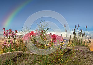 Rainbow and  wild flowers and herbs on sunset on field  pink blue yellow cloudy sky sun light reflection  nature background