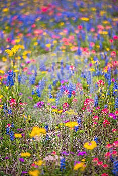 Rainbow wildflowers in spring