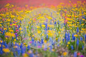 Rainbow wildflowers in spring