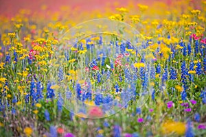 Rainbow wildflowers in spring