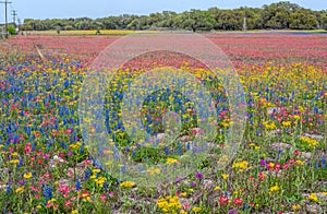 Rainbow wildflowers in spring