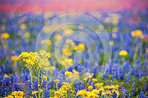 Rainbow wildflowers in spring