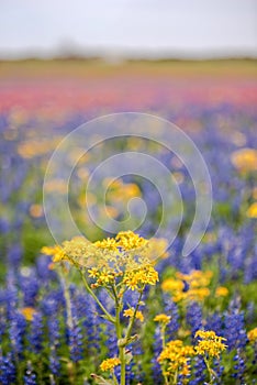 Rainbow wildflowers in spring