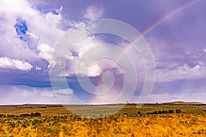 Rainbow Wildlife Animals Mammals at the savannah grassland wilderness hill shrubs great rift valley maasai mara national game