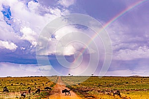 Rainbow Wildlife Animals Mammals at the savannah grassland wilderness hill shrubs great rift valley maasai mara national game