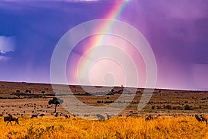 Rainbow Wildlife Animals Mammals at the savannah grassland wilderness hill shrubs great rift valley maasai mara national game