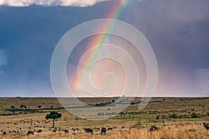 Rainbow Wildlife Animals Mammals at the savannah grassland wilderness hill shrubs great rift valley maasai mara national game