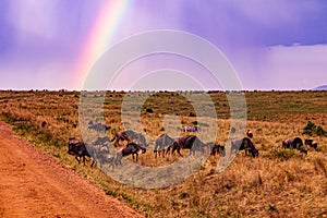 Rainbow Wildlife Animals Mammals at the savannah grassland wilderness hill shrubs great rift valley maasai mara national game