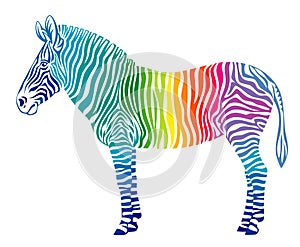 Rainbow zebra