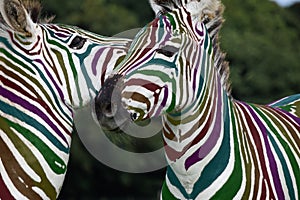 Rainbow Zebra playing