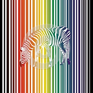 Rainbow zebra with rainbow stripes background