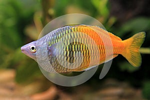 Rainbowfish male in aquarium