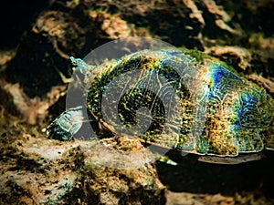 Rainbows refract on a turtle's shell underwater in the clear blue waters of Royal Springs, Suwannee County, Florida